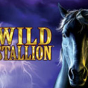 Wild Stallion