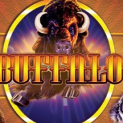 Buffalo