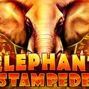 Elephant Stampede