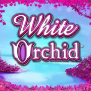 White Orchid
