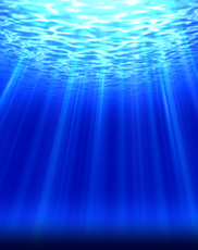 Cash Connection Dolphins Pearl